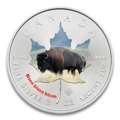 Maple Leaf Wildlife 2014 Bison coloriert Silber 1 oz