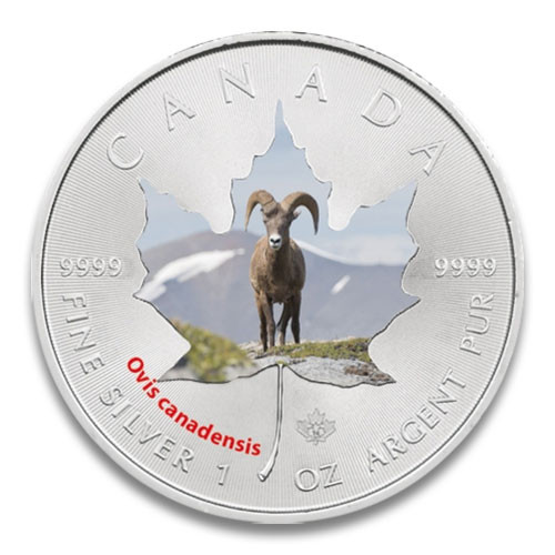 Maple Leaf Wildlife 2014 Dickhornschaf coloriert Silber 1 oz