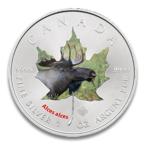 Maple Leaf Wildlife 2014 Elch coloriert Silber 1 oz