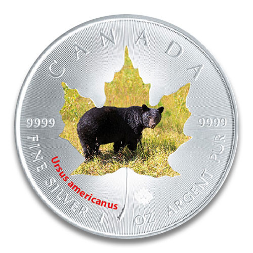 Maple Leaf Wildlife 2015 Schwarzbär coloriert Silber 1 oz