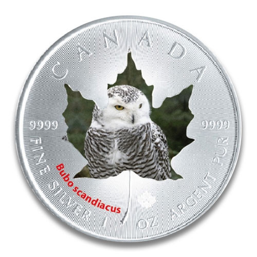 Maple Leaf Wildlife 2015 Schnee-Eule coloriert Silber 1 oz