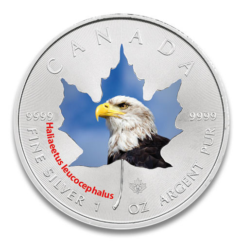 Maple Leaf Wildlife 2014 Weißkopf-Seeadler coloriert Silber 1 oz